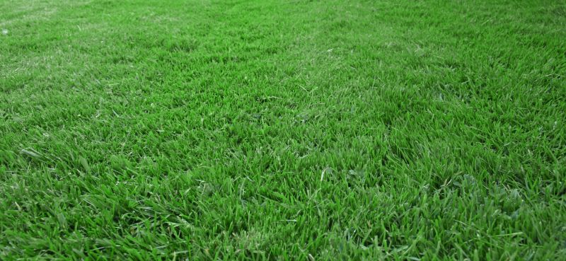 Essential Lawn Care Services For A Healthy Yard